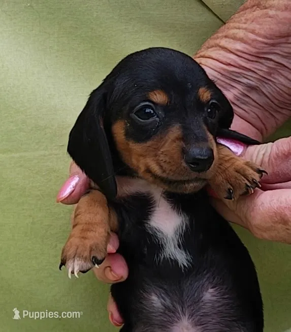 Dino – Miniature Dachshund puppy for sale in Perris, CA