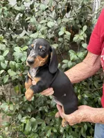 Oreo, a male Miniature Dachshund for sale in Perris, CA – 2 of 2