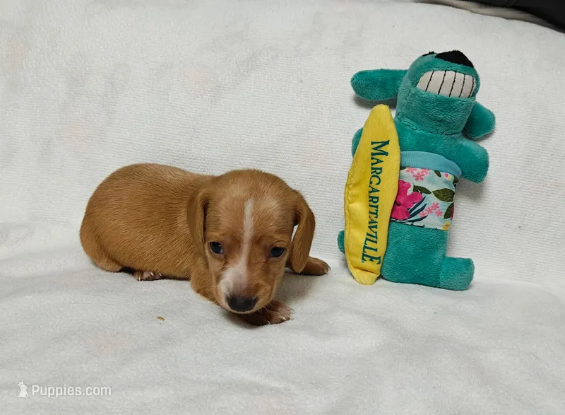 Bam bam  – Miniature Dachshund puppy for sale in Perris, CA