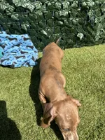 Spot, a male Miniature Dachshund for sale in Perris, CA – 4 of 4