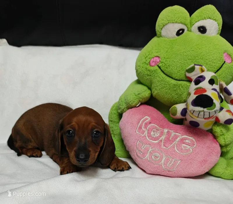 Rusty – Miniature Dachshund puppy for sale in Perris, CA