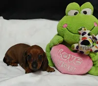 Rusty, a male Miniature Dachshund for sale in Perris, CA – 1 of 1