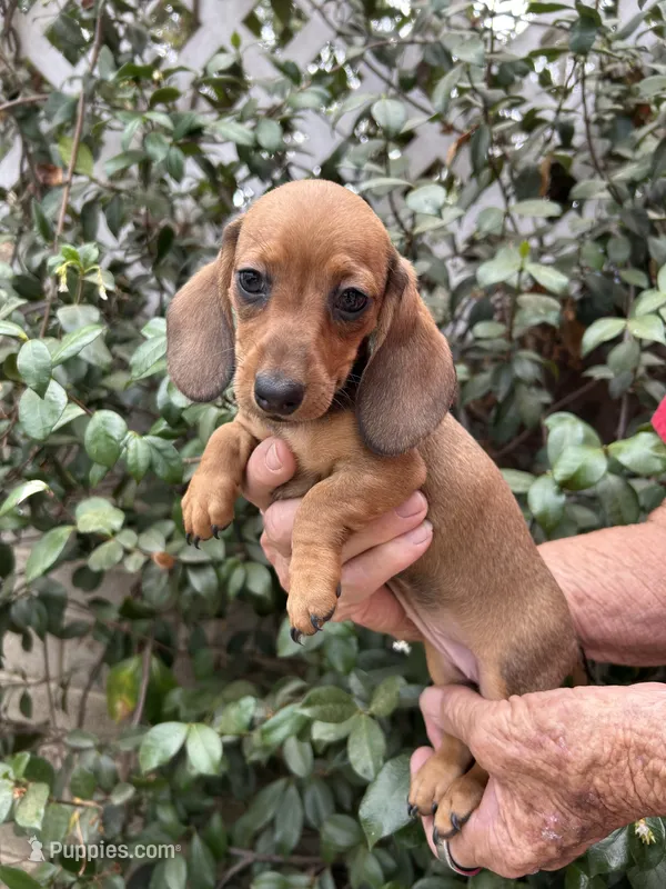 Cherry – Miniature Dachshund puppy for sale in Perris, CA