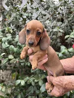 Cherry, a female Miniature Dachshund for sale in Perris, CA – 1 of 1