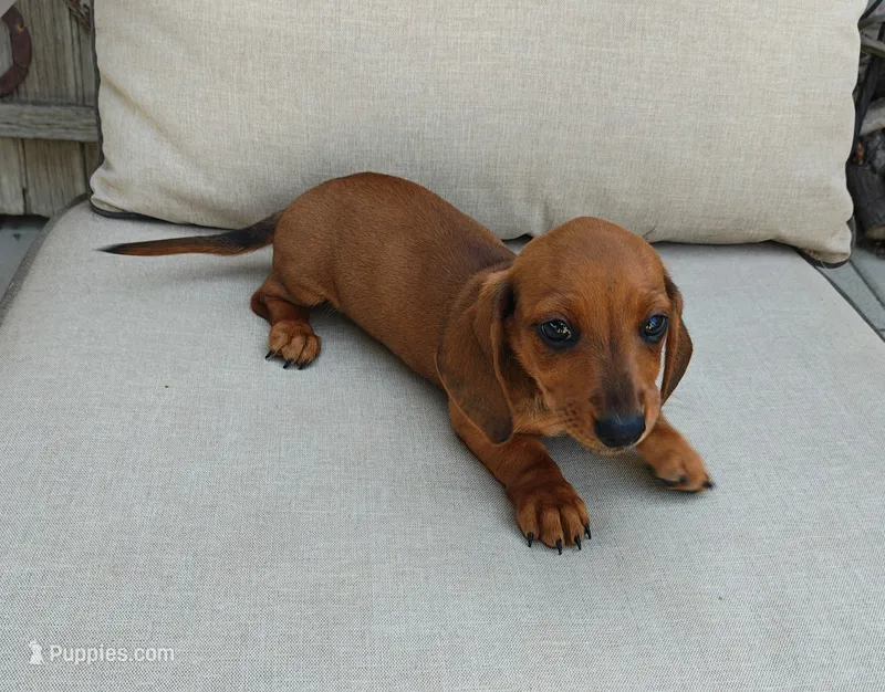 Rita – Miniature Dachshund puppy for sale in Perris, CA