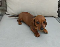 Rita, a female Miniature Dachshund for sale in Perris, CA – 2 of 4