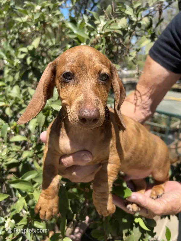 Cooper – Miniature Dachshund puppy for sale in Perris, CA