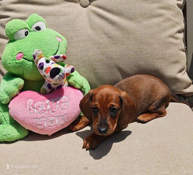 Rusty – Miniature Dachshund puppy for sale in Perris, CA
