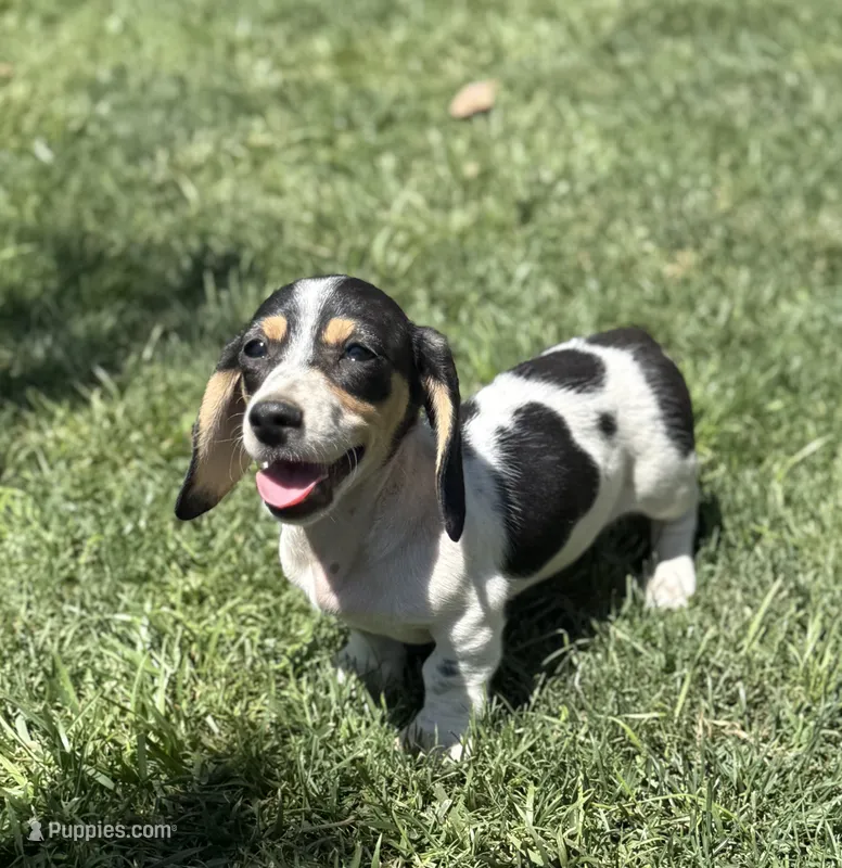 Snoopy – Miniature Dachshund puppy for sale in Perris, CA
