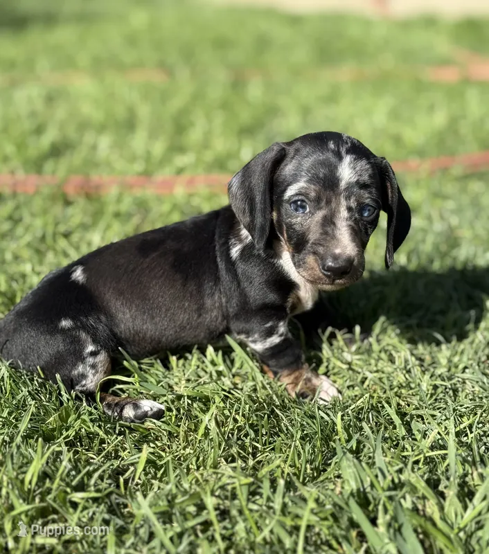 Twix – Miniature Dachshund puppy for sale in Perris, CA