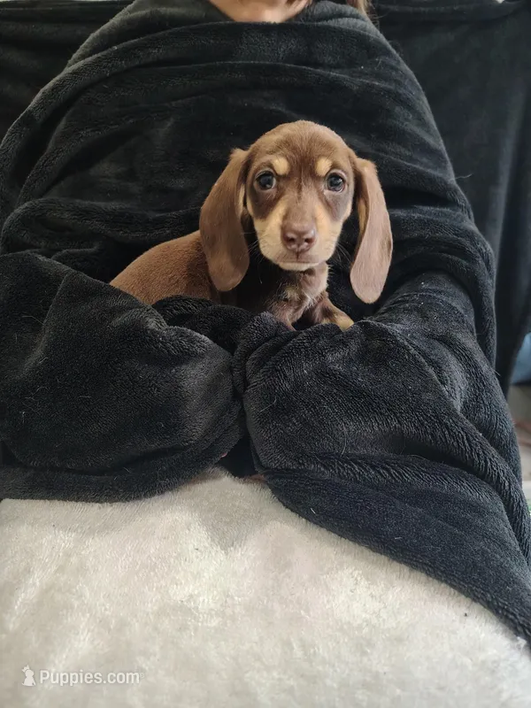 Hunter – Miniature Dachshund puppy for sale in Perris, CA