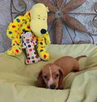 Bam bam , a female Miniature Dachshund for sale in Perris, CA – 3 of 5