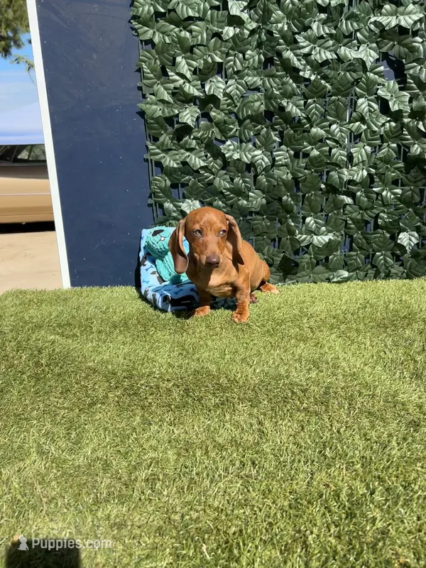 Sheldon – Miniature Dachshund puppy for sale in Perris, CA