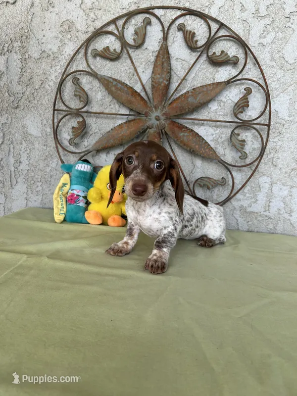 Catie – Miniature Dachshund puppy for sale in Perris, CA
