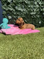 Cherry, a female Miniature Dachshund for sale in Perris, CA – 4 of 5