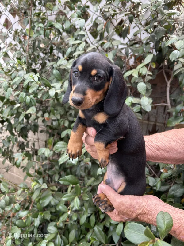 Coco – Miniature Dachshund puppy for sale in Perris, CA