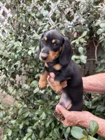 Coco, a male Miniature Dachshund for sale in Perris, CA – 1 of 1