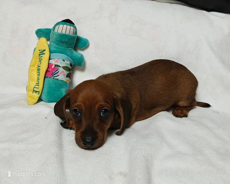Randy – Miniature Dachshund puppy for sale in Perris, CA