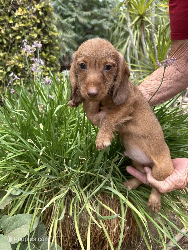 Harry – Miniature Dachshund puppy for sale in Perris, CA