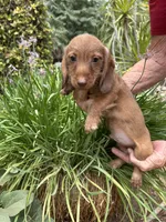 Harry, a male Miniature Dachshund for sale in Perris, CA – 1 of 1