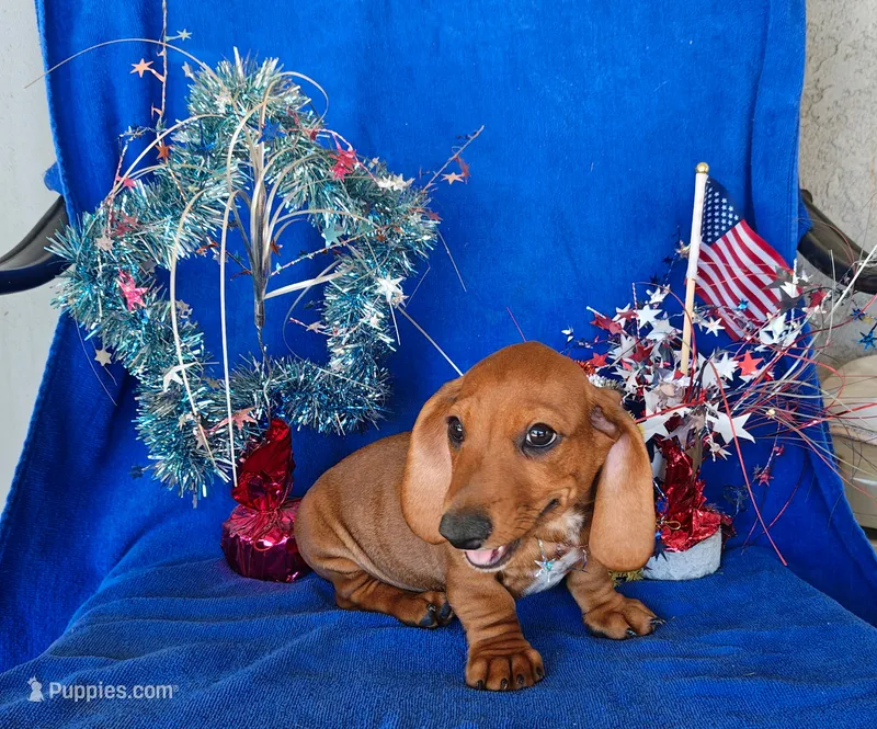 Fred – Miniature Dachshund puppy for sale in Perris, CA