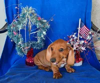 Fred, a female Miniature Dachshund for sale in Perris, CA – 1 of 3