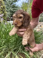 Loyd, a male Miniature Dachshund for sale in Perris, CA – 3 of 3