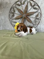 Chris, a male Miniature Dachshund for sale in Perris, CA – Photo 3 of 3