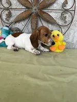 Chris, a male Miniature Dachshund for sale in Perris, CA – Photo 2 of 3