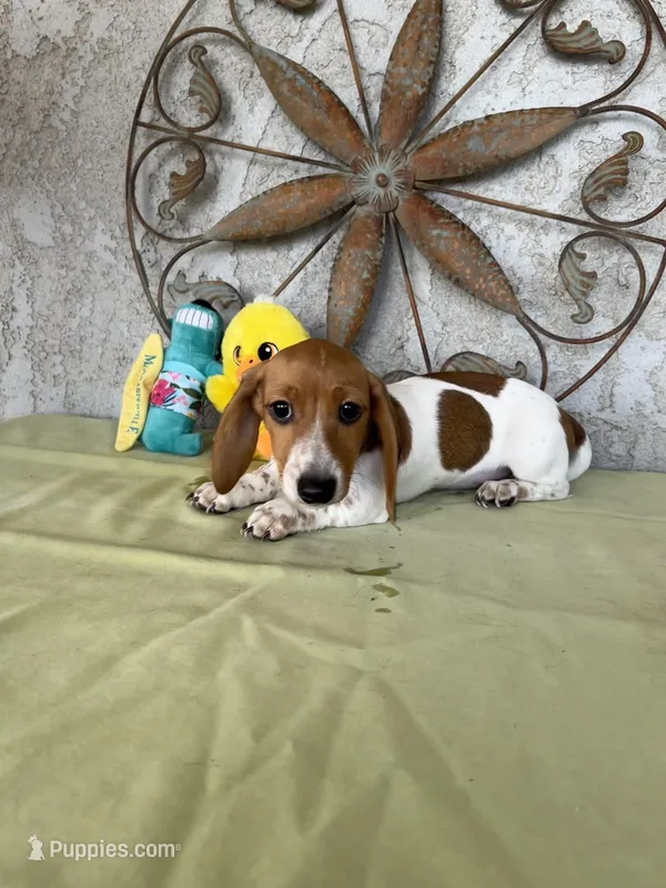 Chris – Miniature Dachshund puppy for sale in Perris, CA