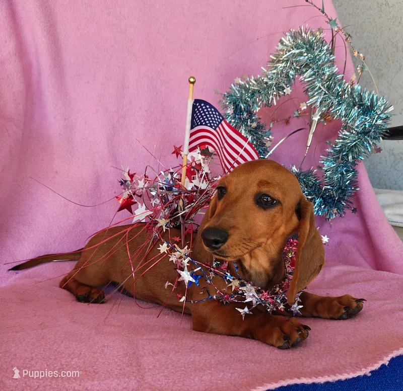 Rita – Miniature Dachshund puppy for sale in Perris, CA