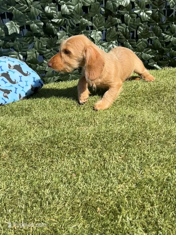 Duke – Miniature Dachshund puppy for sale in Perris, CA