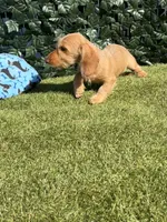Duke, a male Miniature Dachshund for sale in Perris, CA – 1 of 2