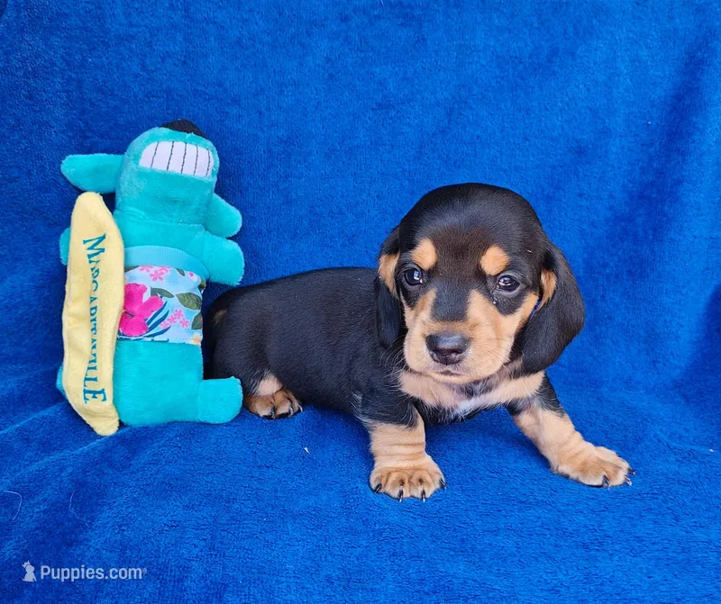 Moe – Miniature Dachshund puppy for sale in Perris, CA