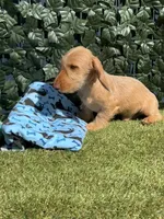 Duke, a male Miniature Dachshund for sale in Perris, CA – 2 of 2