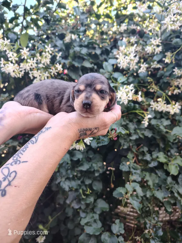 Irwin – Miniature Dachshund puppy for sale in Perris, CA