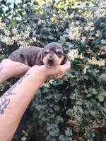 Irwin, a male Miniature Dachshund for sale in Perris, CA – 1 of 1