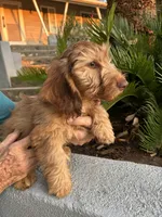 Loyd, a male Miniature Dachshund for sale in Perris, CA – 2 of 3
