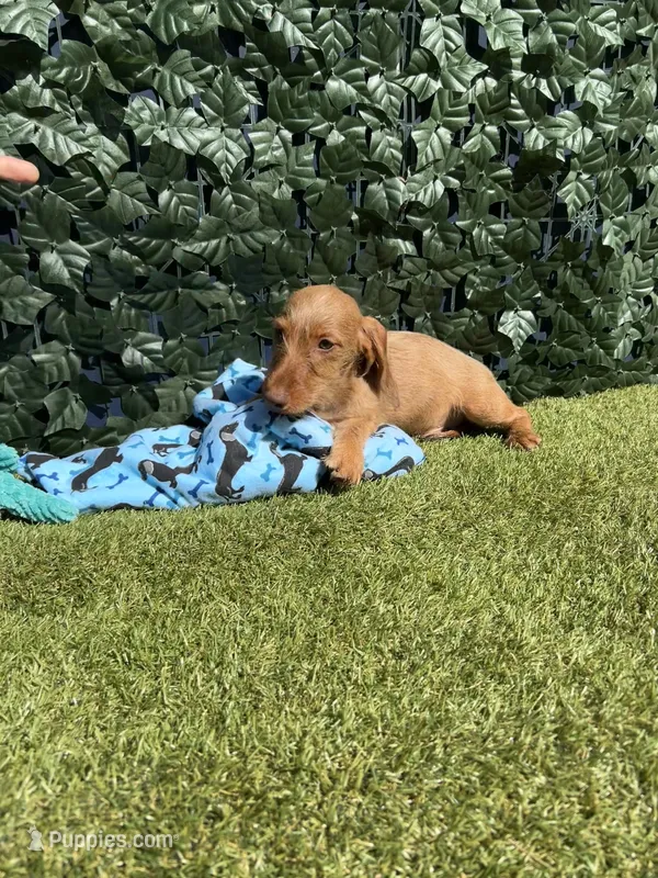 Harry – Miniature Dachshund puppy for sale in Perris, CA