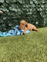 Harry, a male Miniature Dachshund for sale in Perris, CA – 1 of 4