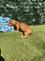 Dash, a male Miniature Dachshund for sale in Perris, CA – 3 of 4