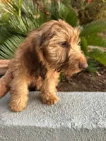 Loyd, a male Miniature Dachshund for sale in Perris, CA – 3 of 3