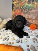 Wells, a male Poodle - Miniature  for sale in Lebanon, MO – 2 of 5