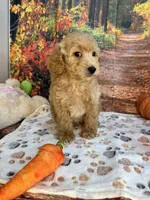 Wilder, a male Poodle - Miniature  for sale in Lebanon, MO – 6 of 7