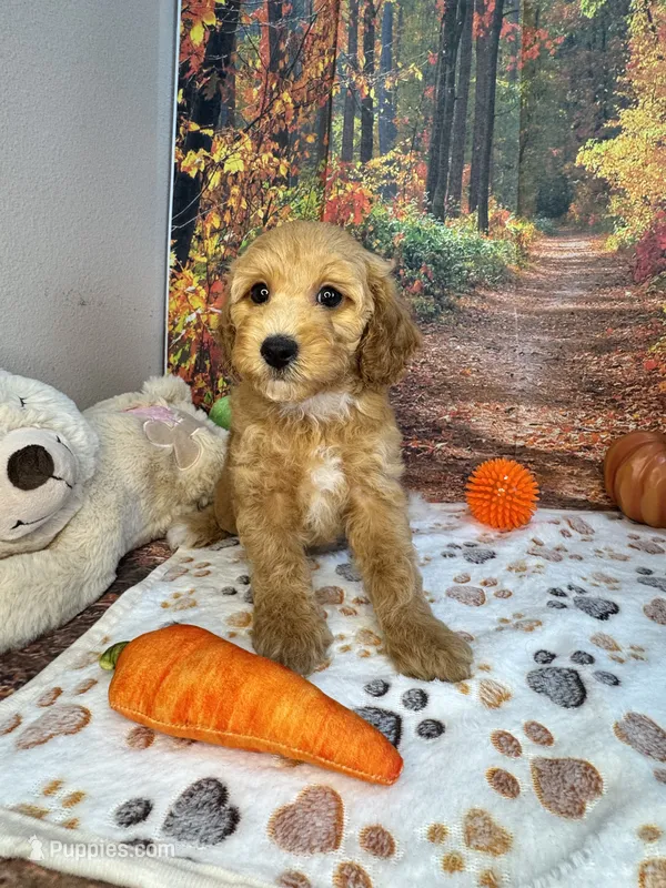 Woods – Poodle - Miniature  puppy for sale in Lebanon, MO