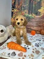 Woods, a male Poodle - Miniature  for sale in Lebanon, MO – 1 of 4