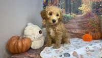 Woods, a male Poodle - Miniature  for sale in Lebanon, MO – 3 of 4