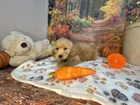 Wilder, a male Poodle - Miniature  for sale in Lebanon, MO – 4 of 7