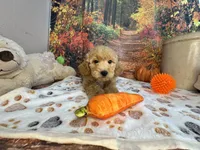 Wilder, a male Poodle - Miniature  for sale in Lebanon, MO – 2 of 7