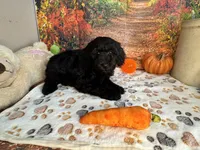 Wells, a male Poodle - Miniature  for sale in Lebanon, MO – 4 of 5